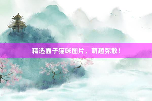 精选面子猫咪图片，萌趣弥散！