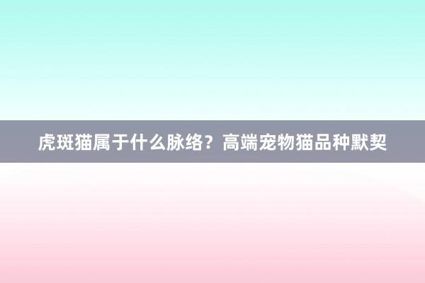 虎斑猫属于什么脉络？高端宠物猫品种默契